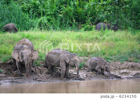ボルネオゾウ 6234150