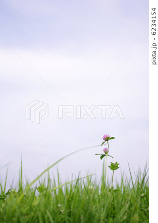 アカツメクサ 6234154