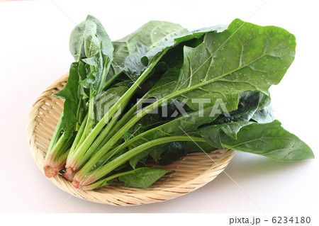 ホウレン草 6234180