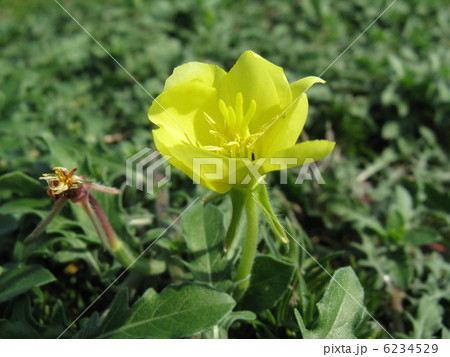 黄色い花が存在感を示す、小さな待宵草 6234529