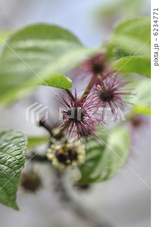 コウゾの花 6234771