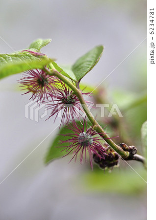 コウゾの花　楮　 6234781