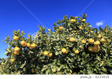 土佐文旦 6235616