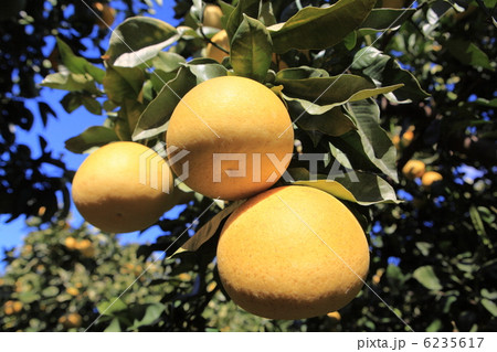 土佐文旦 6235617