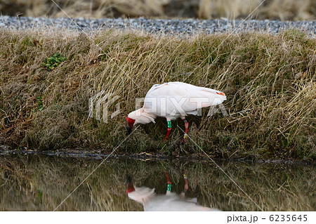 トキ トキ 6235645