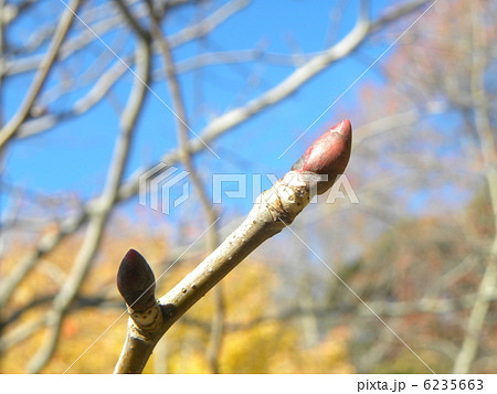 これは何だろう？ハンカチノキの冬芽です 6235663