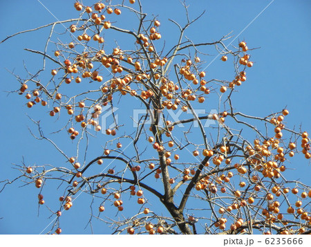 青空を背景に鈴なりのカキノキ 6235666