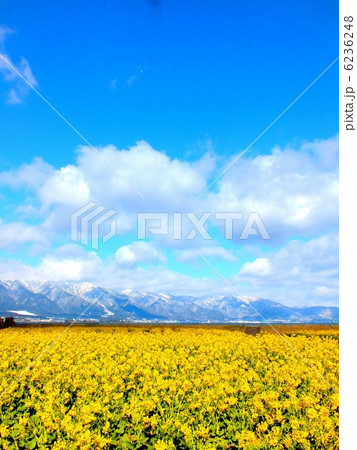 満開の菜の花と比良山系の雪化粧 6236248