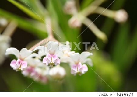 フウセントウワタの花 6236374