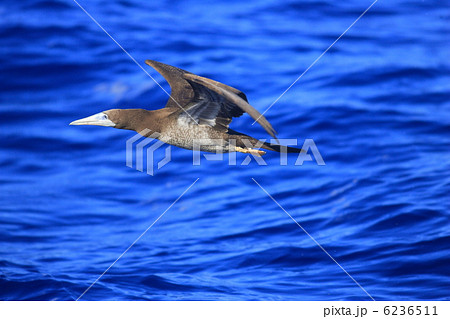 カツオドリ 6236511