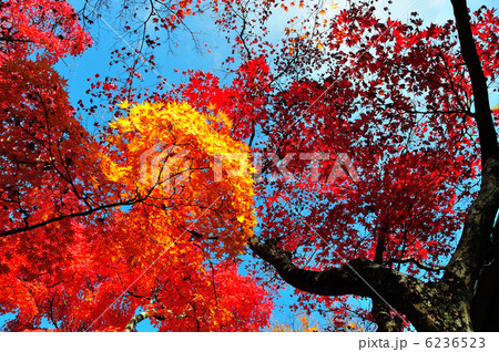 牛滝山の紅葉 6236523