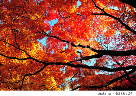 施福寺の紅葉 6236524