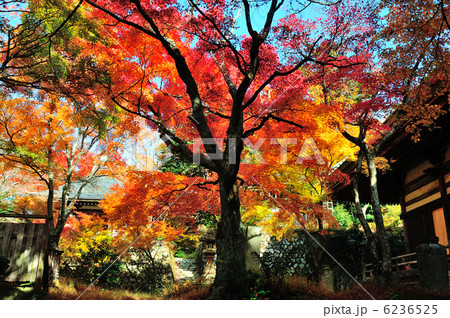 施福寺の紅葉 6236525