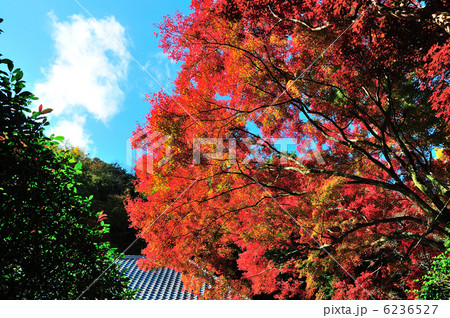 紅葉の牛滝山 6236527