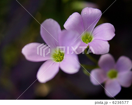オキザリス･トライアングラリス（紫の舞） 6236577