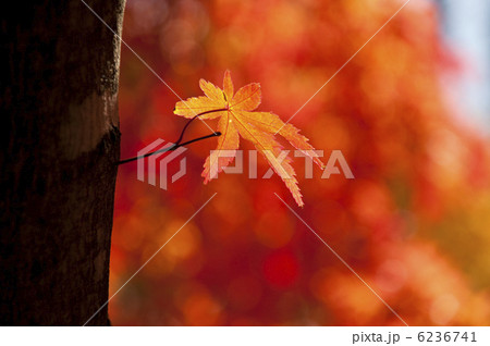 一葉のモミジ 6236741