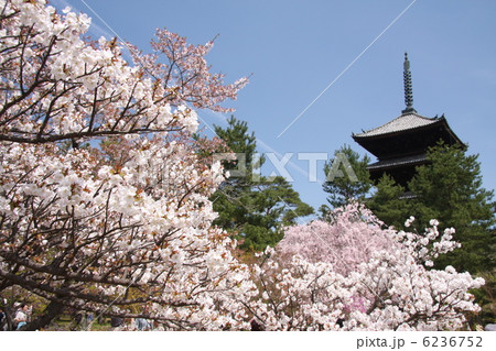 仁和寺の桜 6236752