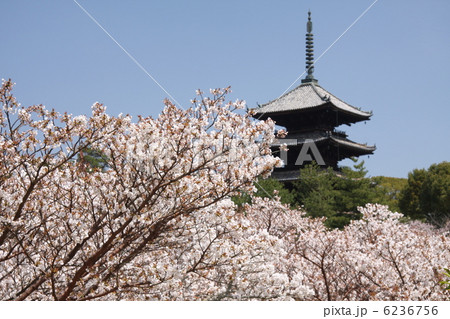仁和寺の桜 6236756
