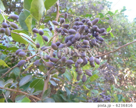 黒く熟する前のネズミモチの紫色の実 6236816