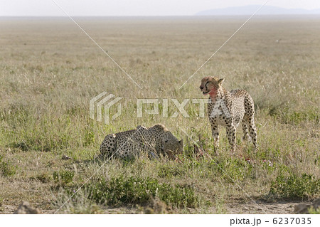 Cheetah (Acinonyx jubatus) 6237035