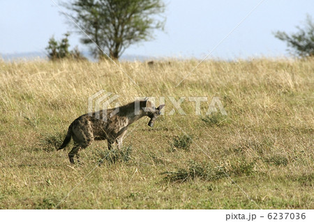 Spotted hyena (Crocuta crocuta) 6237036