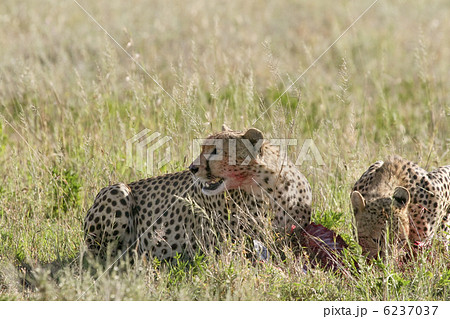 Cheetah (Acinonyx jubatus) 6237037