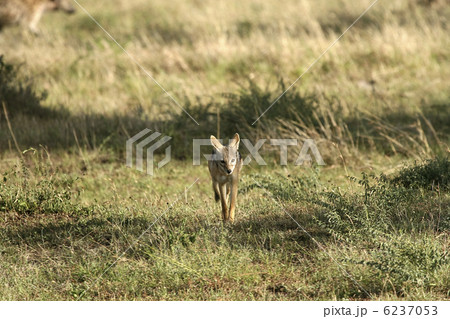 Black-backed jackal (Canis mesomelas) 6237053