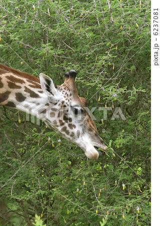 Giraffe (Giraffa camelopardalis) 6237081