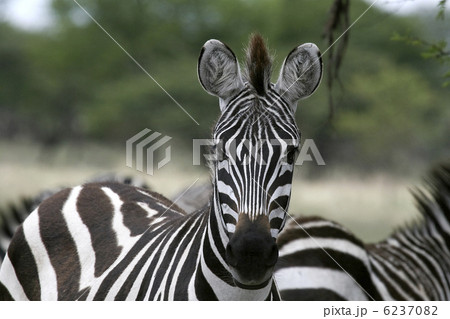Burchell's zebra (Equus burchelli) Burchell's zebra (Equus burchelli) 6237082