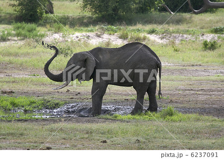 Elephant  (Loxodonta africana) 6237091