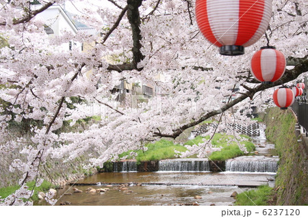 有馬温泉街に咲く桜＜太閤橋付近＞ 6237120