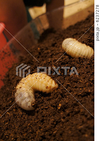 かぶと虫幼虫　2匹 6237278