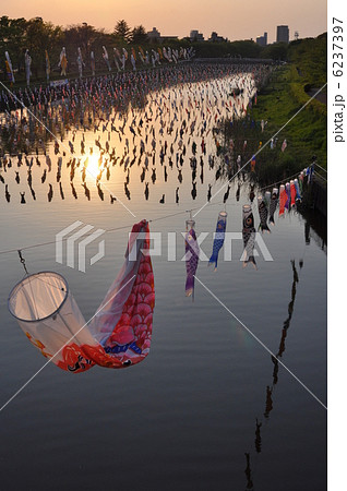 鯉のぼり 6237397