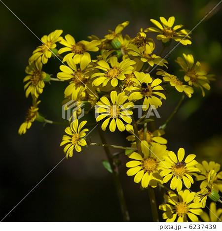 ツワブキ 6237439