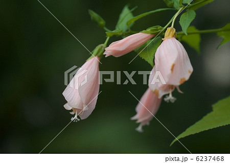 ウナズキヒメフヨウ 6237468