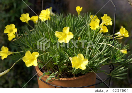 フラバ（黄）：オキザリス 6237604