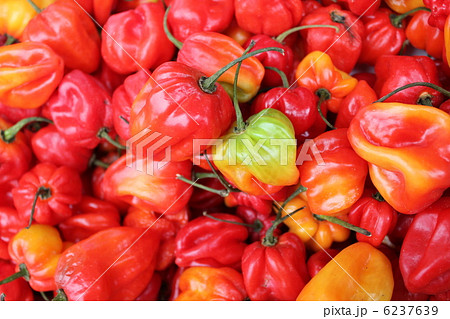 ハバネロ 6237639