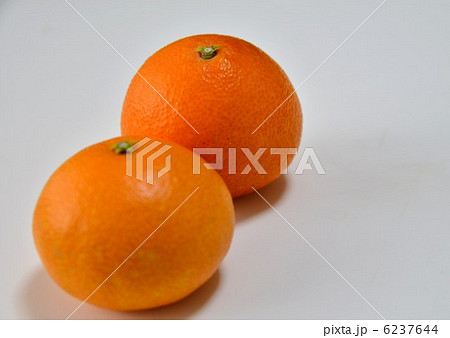 新柑橘系 愛媛マドンナ 新柑橘系 愛媛マドンナ 6237644