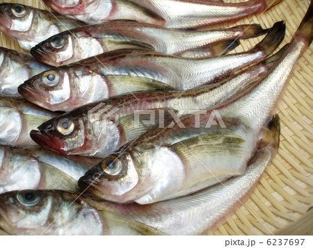 ハタハタ ハタハタ 6237697