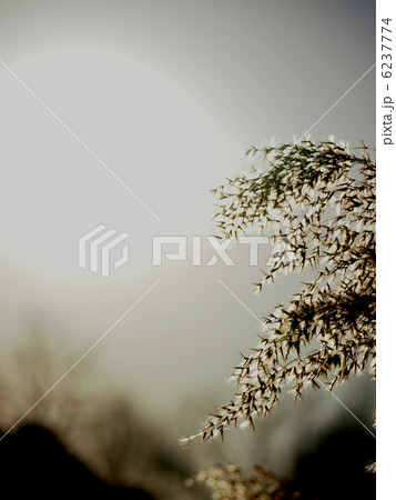 葦の穂（12月） 6237774