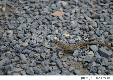 カナヘビ 6237936