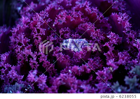 ハボタン 6238055