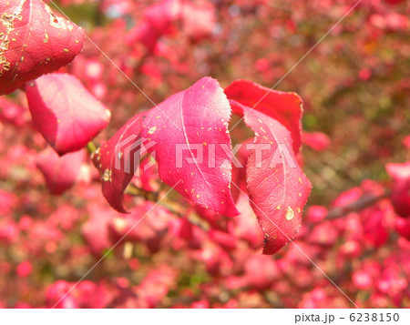 真っ赤に紅葉したニシキギの秋の葉っぱ 6238150