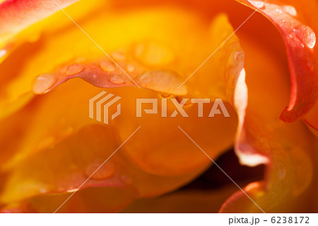 アンネのバラと水滴 アンネのバラと水滴 6238172