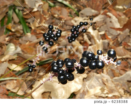 ヤブラン（藪蘭）の実 6238388