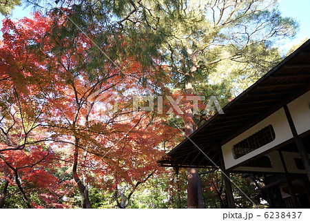 殿ヶ谷戸庭園 殿ヶ谷戸庭園 6238437