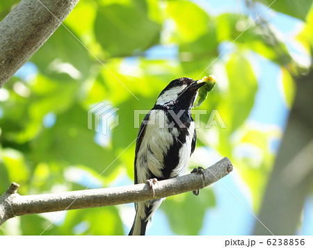 シジュウカラとカマキリ？ 6238856