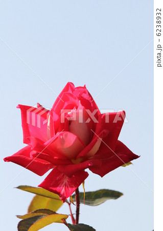 バラ　ラブ 6238932