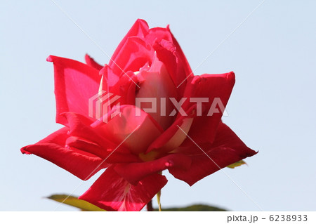 バラ　ラブ 6238933