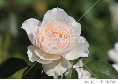 バラ　プリンセス・オブ・ウェールズ 6238935